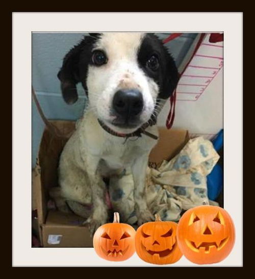 Zeke ADOPTED