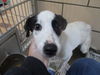 Zeke ADOPTED