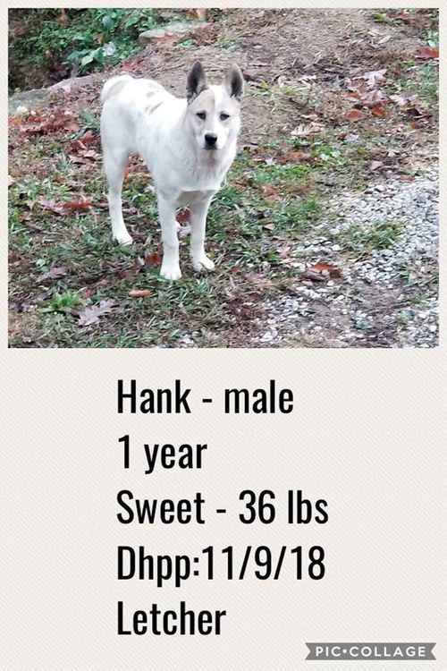 Hank ADOPTED