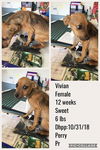 Vivian ADOPTED