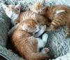 Orange Crush BOTH ADOPTED