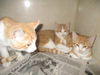 Orange Crush BOTH ADOPTED