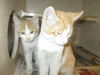 Orange Crush BOTH ADOPTED