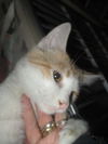 Orange Crush BOTH ADOPTED