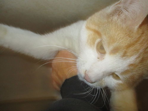 Orange Crush BOTH ADOPTED
