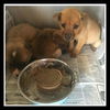 Macis pups ALL ADOPTED
