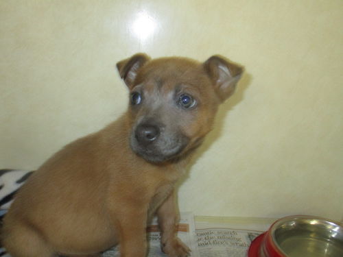 Macis pups ALL ADOPTED