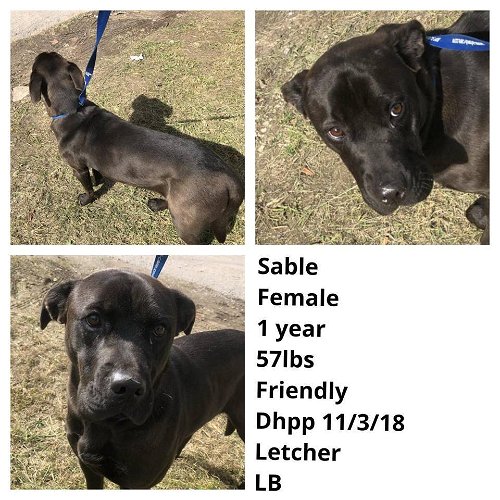 Sable ADOPTED
