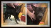 Tank ADOPTED