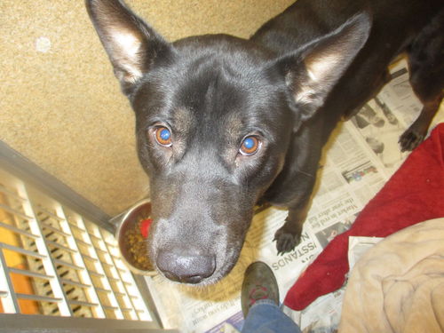 Tank ADOPTED