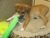 Tella ADOPTED