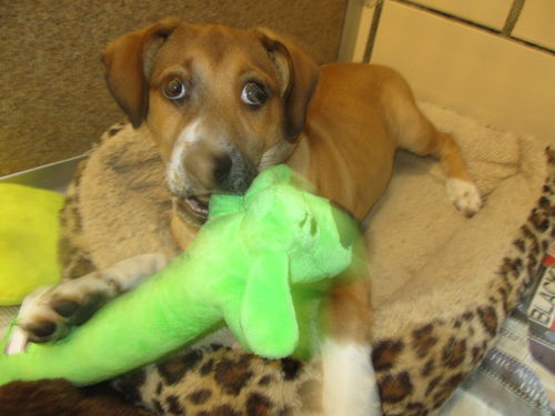 Tella ADOPTED
