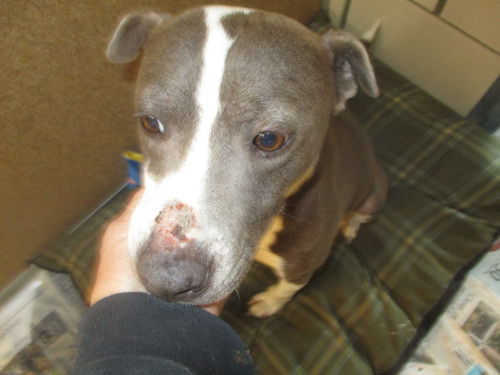 Macie ADOPTED WOO HOO