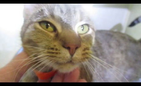 Tabitha