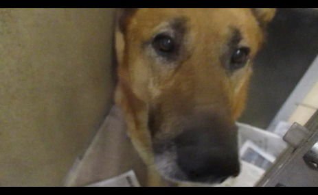Dan ADOPTED WOO HOO!!!