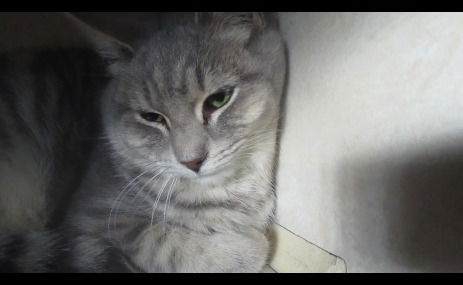 Jada and Sib BOTH ADOPTED