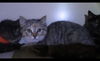 Mable and Matilda ADOPTED TOGTHER WOO HOO!