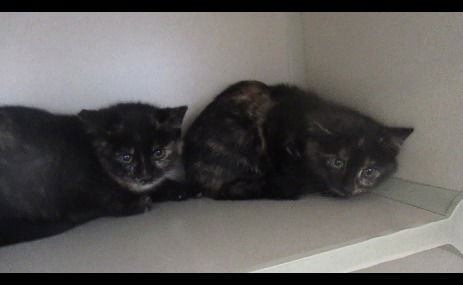 Mable and Matilda ADOPTED TOGTHER WOO HOO!