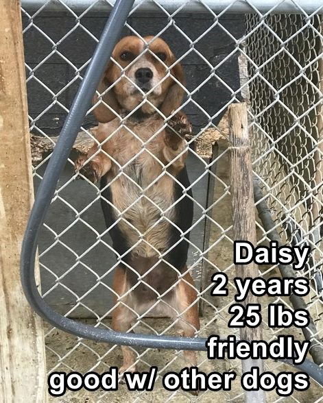 Daisy ADOPTED