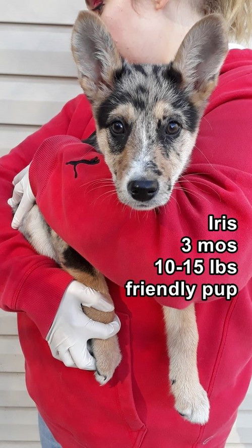 Iris ADOPTED