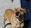 Daisy ADOPTED