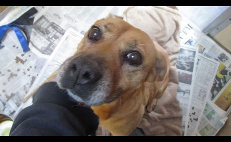 Daisy ADOPTED