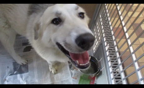 Darioius ADOPTED