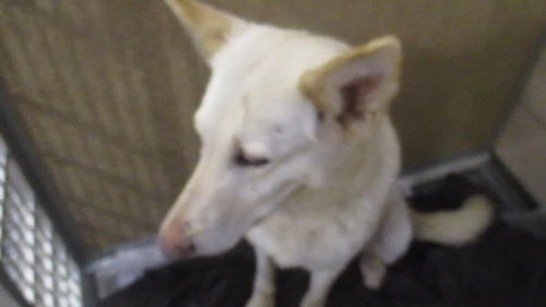 Darcy