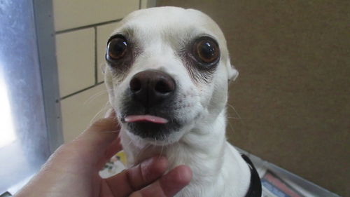 Izzy AKA Iggy