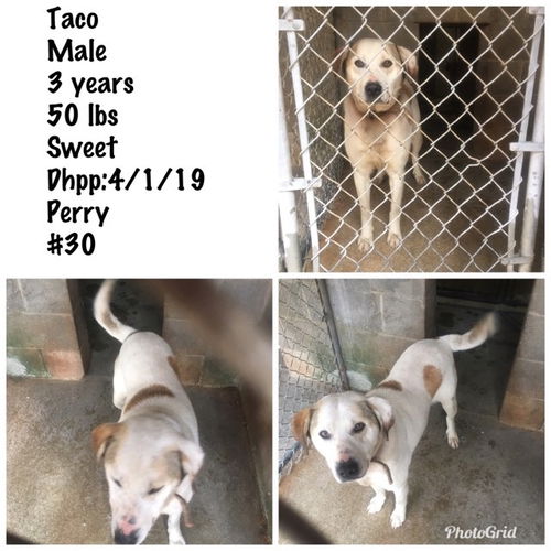 Taco M