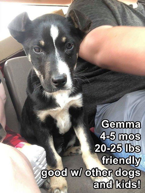 Gemma L