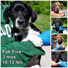 Fab Five  2 adopted