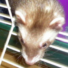 ferrets
