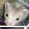 ferrets