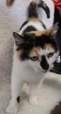 adoptable Cat in Homer Glen, IL named Princess aka Nadia