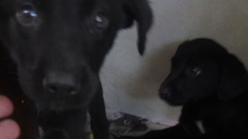 Jake and Elma