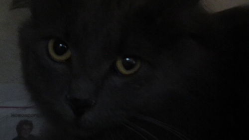 Finn