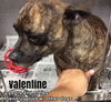 Valentine