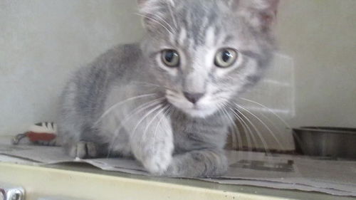 Tabitha