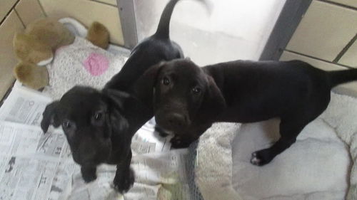 Jack and Jill   1 adopted