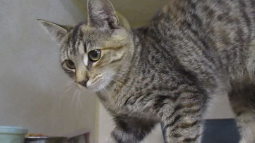Tabitha