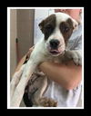 Macie Medical hold
