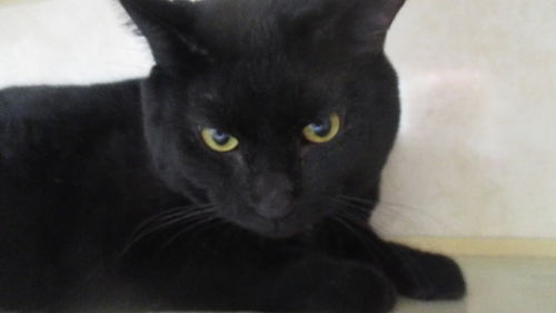 Onyx
