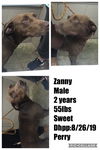 Zanny