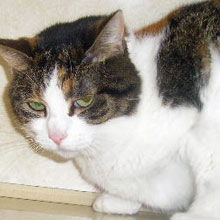 Calli