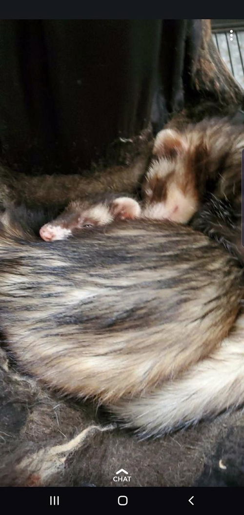 Ferret Kiddos