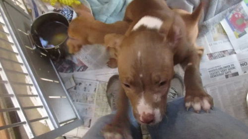 Abused Pups 1 ADOPTED