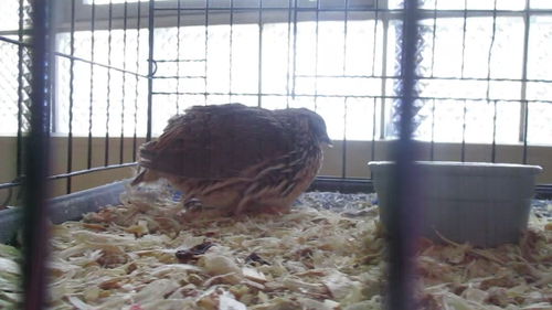 Quail