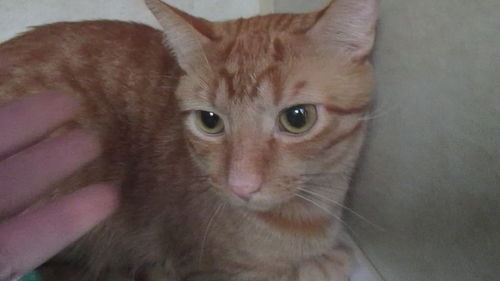 Ineko