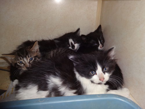 Quints 1 left for adoption